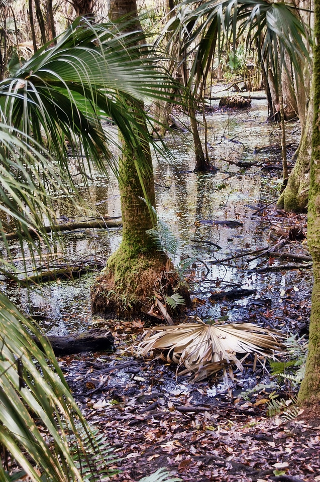 Swamp green palm trees
