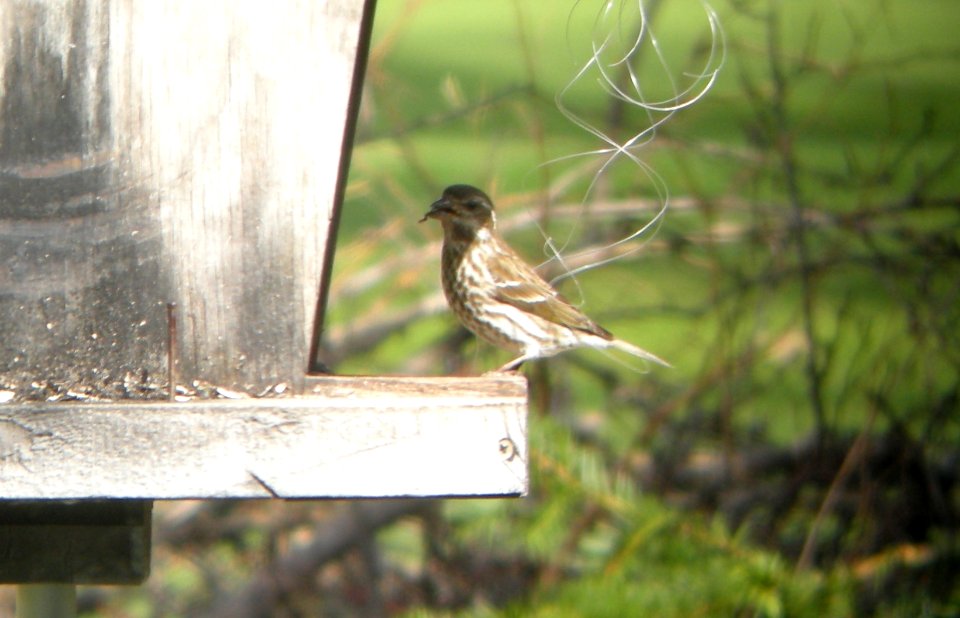 DSCN2993 c Purple Finch Kankakee IL 4-22-2014 (Photo thru bins)