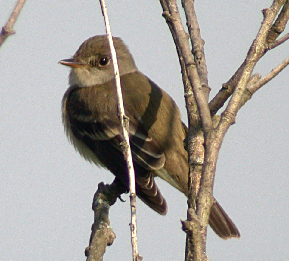 Dscn8733cg Willow Flycatcher TNC Kankakee Sands Enos IN 5-30-2003