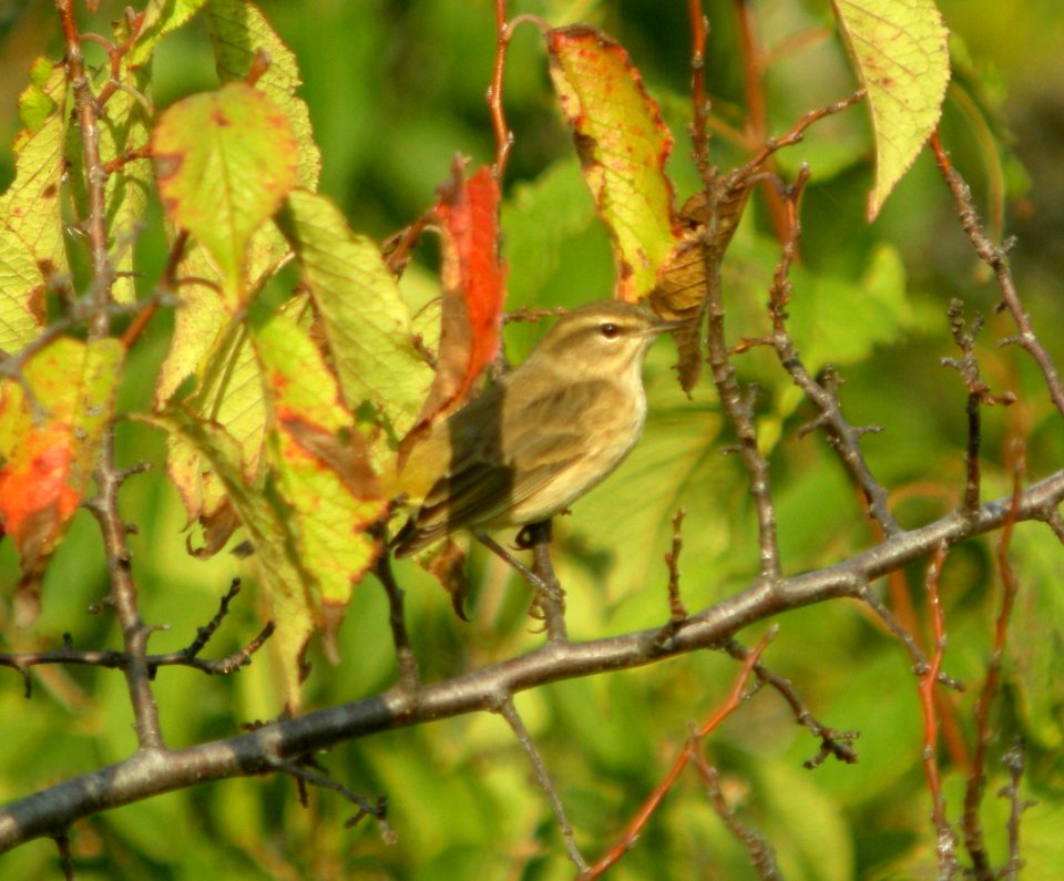 DSCN0558 c Palm Warbler Kankakee Co IL 9-11-13