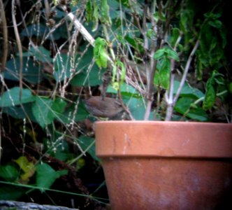 IMG 1109 c Winter Wren Kankakee IL 9-30-2013 (Photo thru Bins)