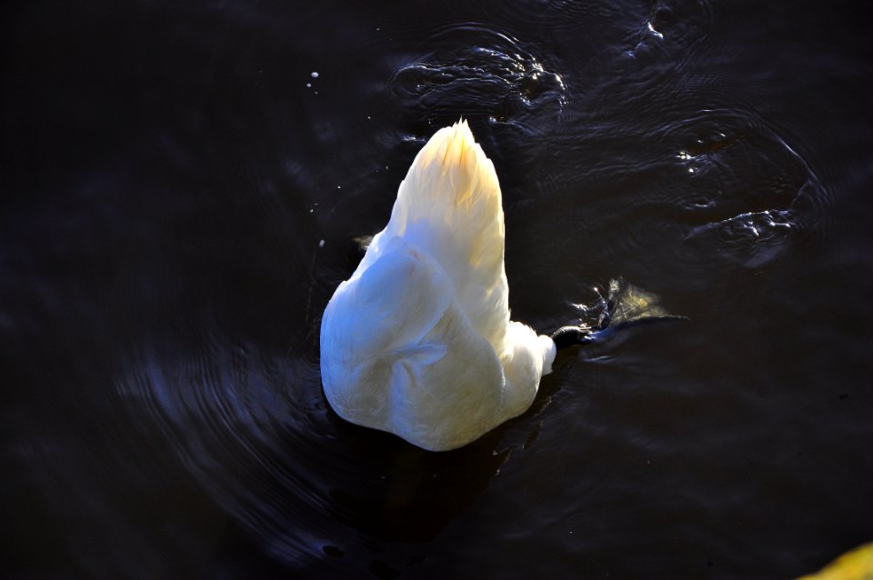 Claddagh Swan "Bottoms Up", Galway, Ireland