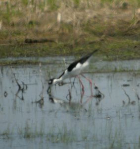 DSCN3299 c Black-necked Stilt  Bourbonnais IL 5-21-2014
