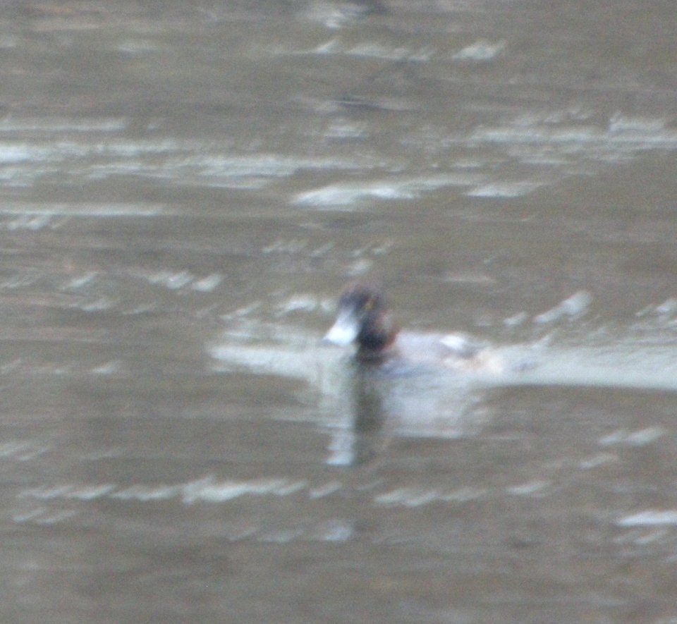 DSCN1317.JPG c Greater Scaup Kankakee Co IL 12-25-2013