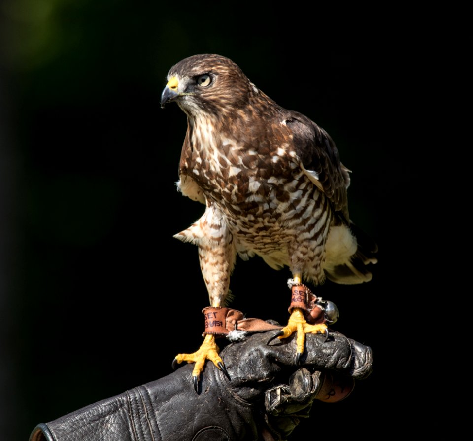 Broad-shouldered Hawk