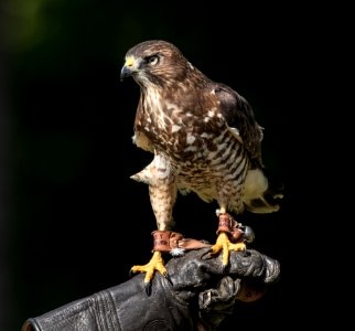 Broad-shouldered Hawk photo