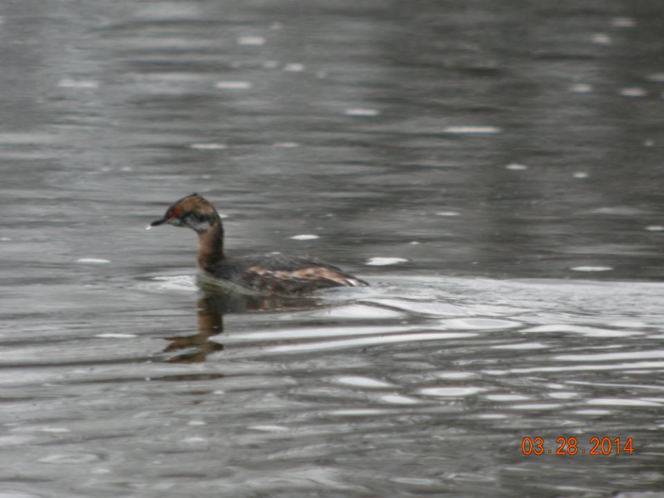 DSCN2882 c Horned Grebe Kankakee IL 3-28-2014