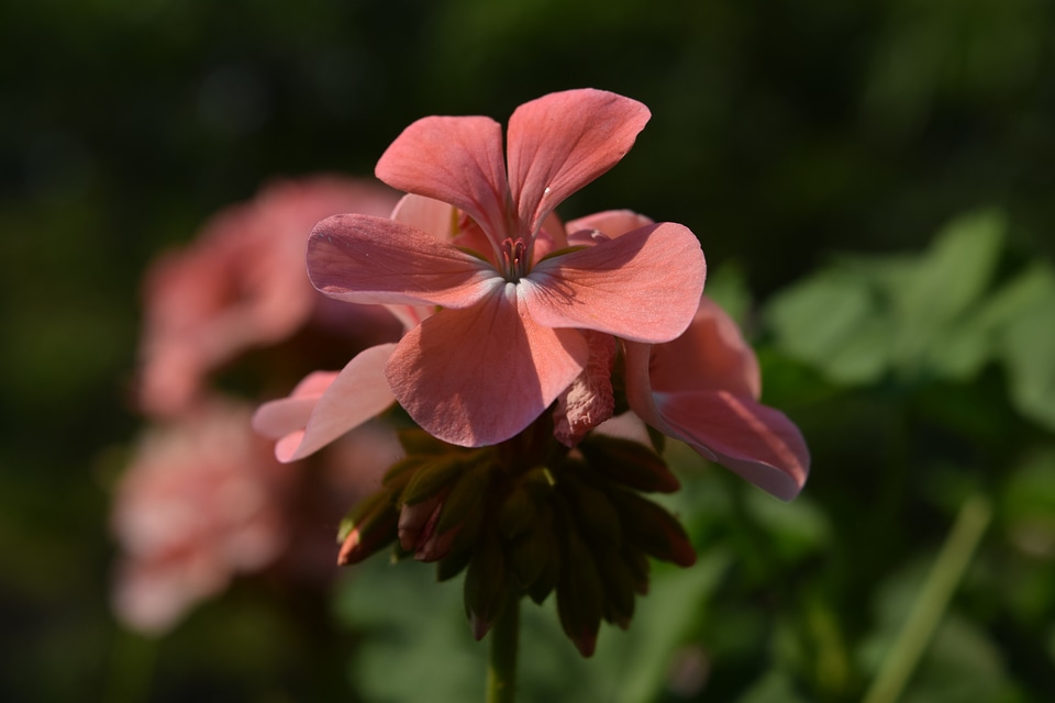 The pink flowers small pink flowers small flowers