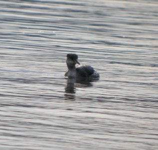DSCN2946 c Red-necked Grebe Kankakee IL 4-8-2014