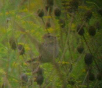 IMG 0951 c Le Conte's Sparrow (Adult #1) Kankakee Co IL 8-29-13 Binocular Photo