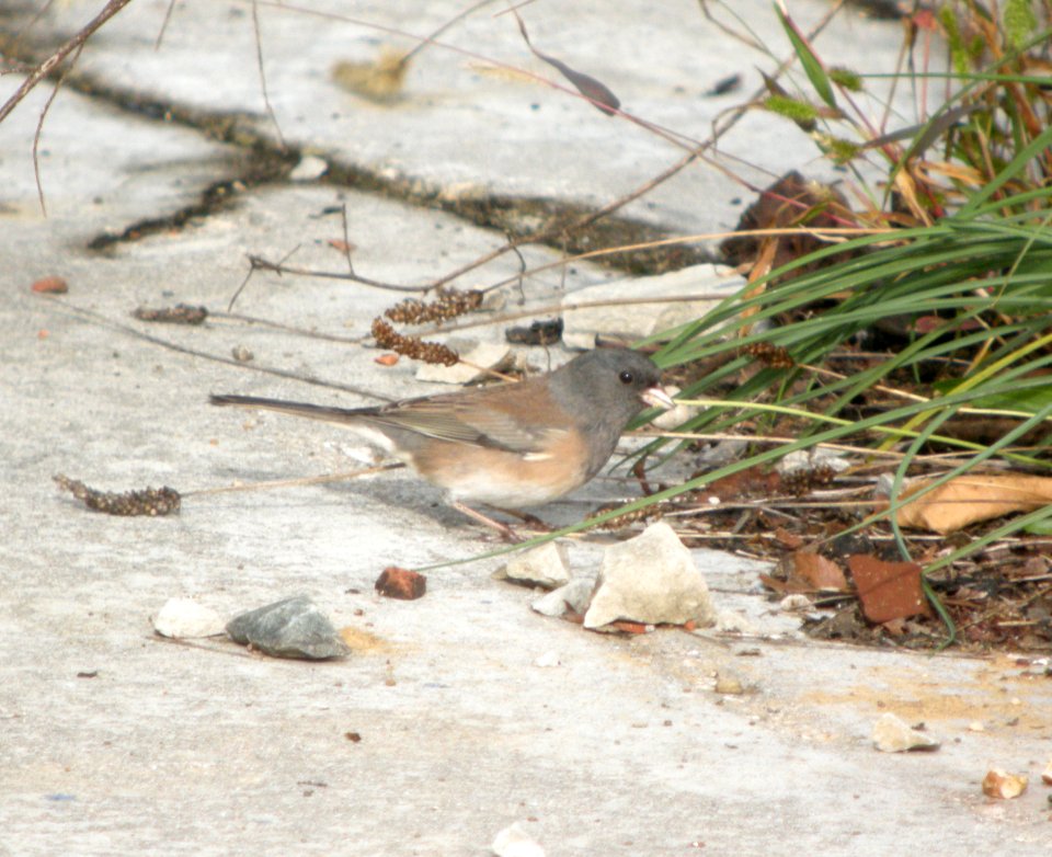DSCN4004 c Dark-eyed Junco (Oregon) LeVasseur Park Kankakee IL 10-2-10