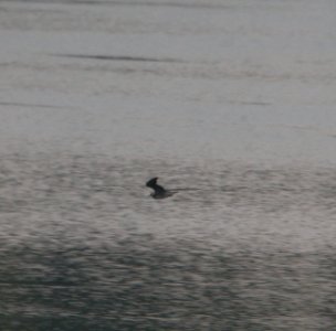 DSCN0247 c Black Tern Newton Co IN 8-20-13