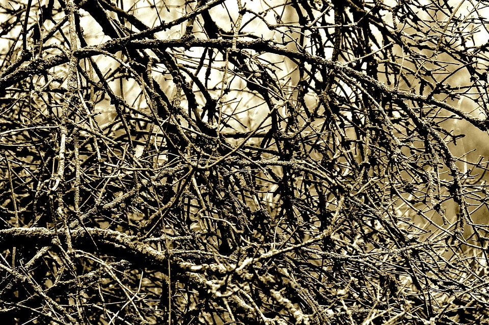 Plant branches texture