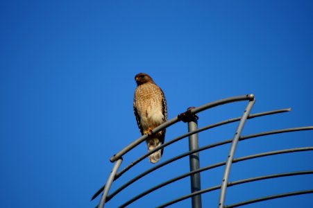 DSC01411