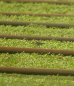 DSCN0442 c Buff-breasted Sandpiper Kankakee Co IL 9-8-13