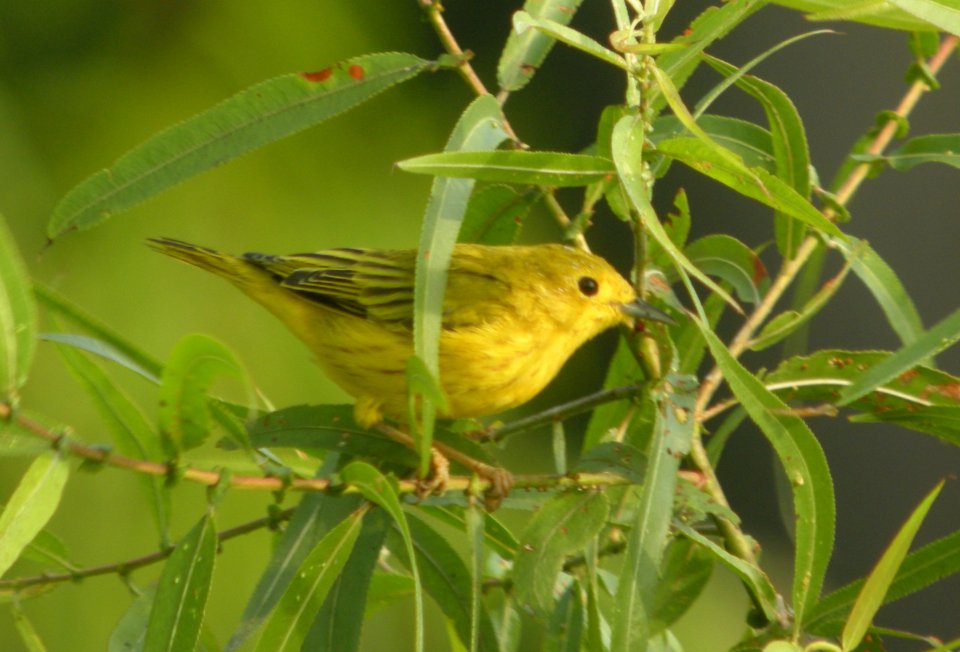 DSCN0269 c Yellow Warbler Newton Co IN 8-20-13