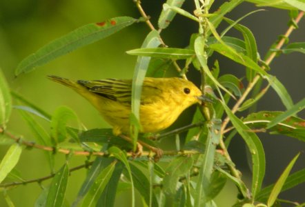 DSCN0269 c Yellow Warbler Newton Co IN 8-20-13