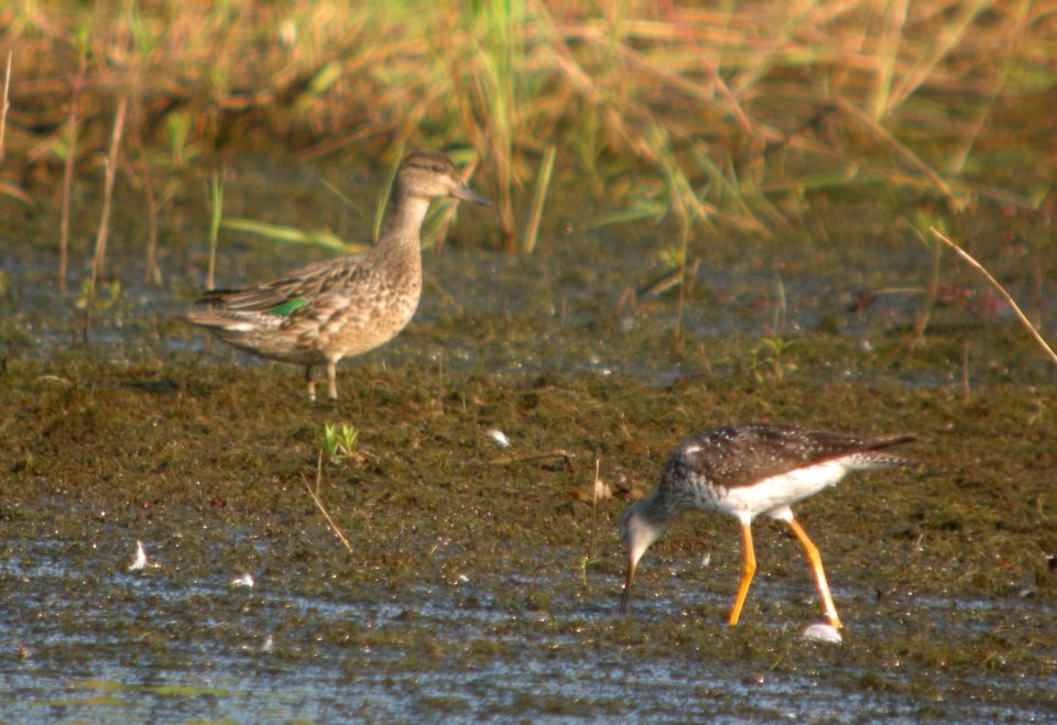 DSCN0187 c Green-winged Teal Newton Co IN 8-16-13