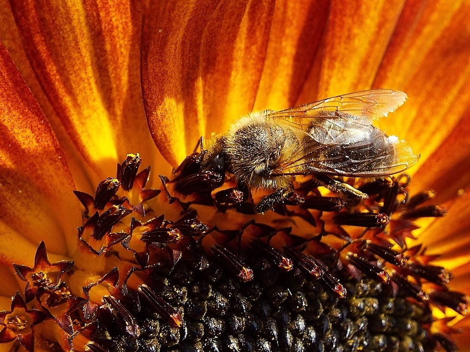 Sunflower insect flower