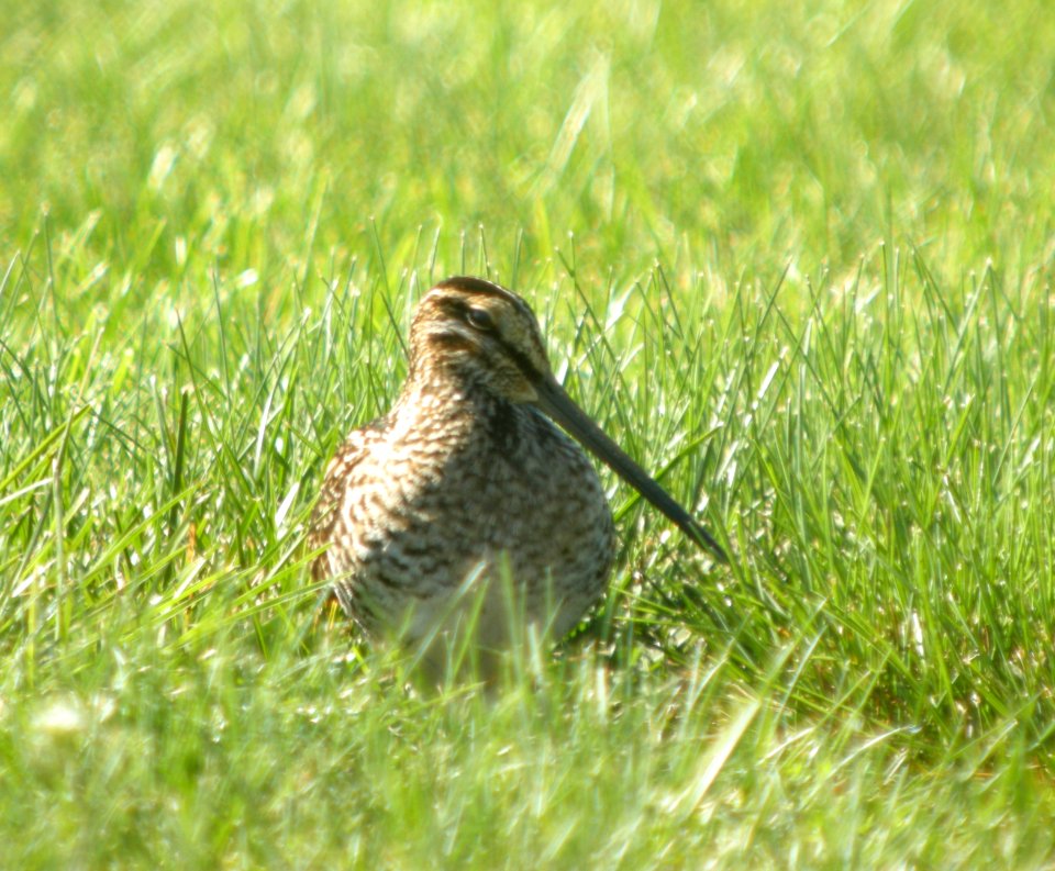 DSCN0776 c Wilson's Snipe Kankakee Co IL 9-30-2013