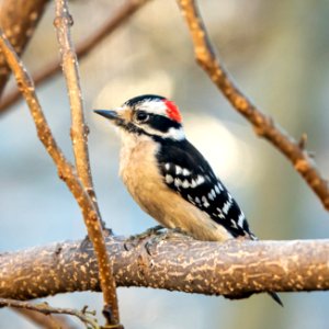 Day 57 - Downy Woodpecker photo