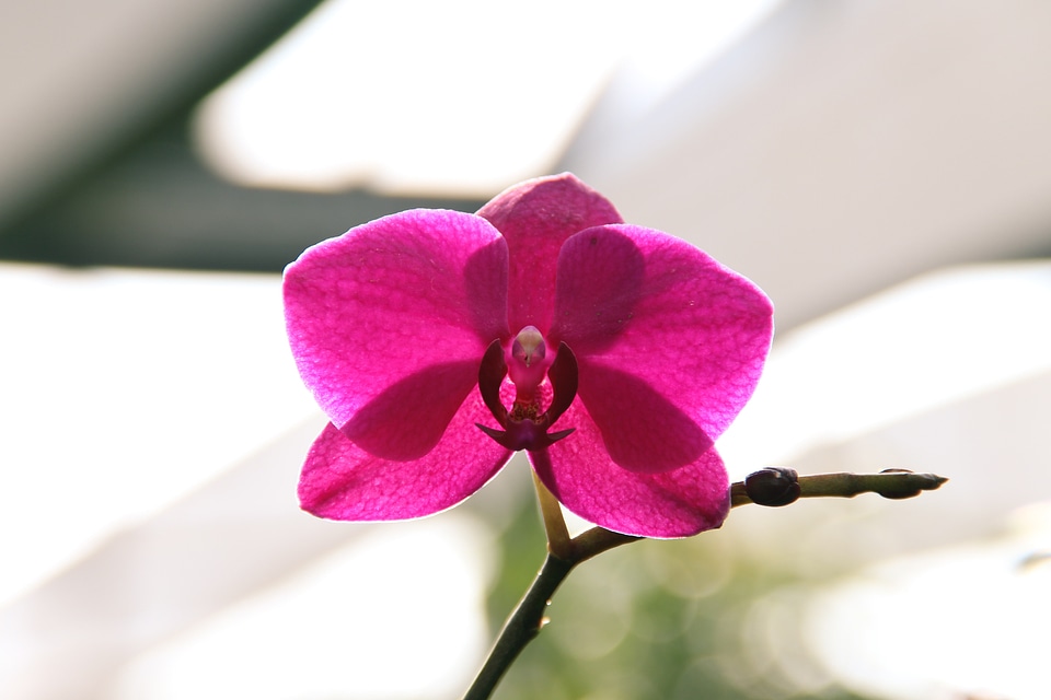 Plant nature orchid