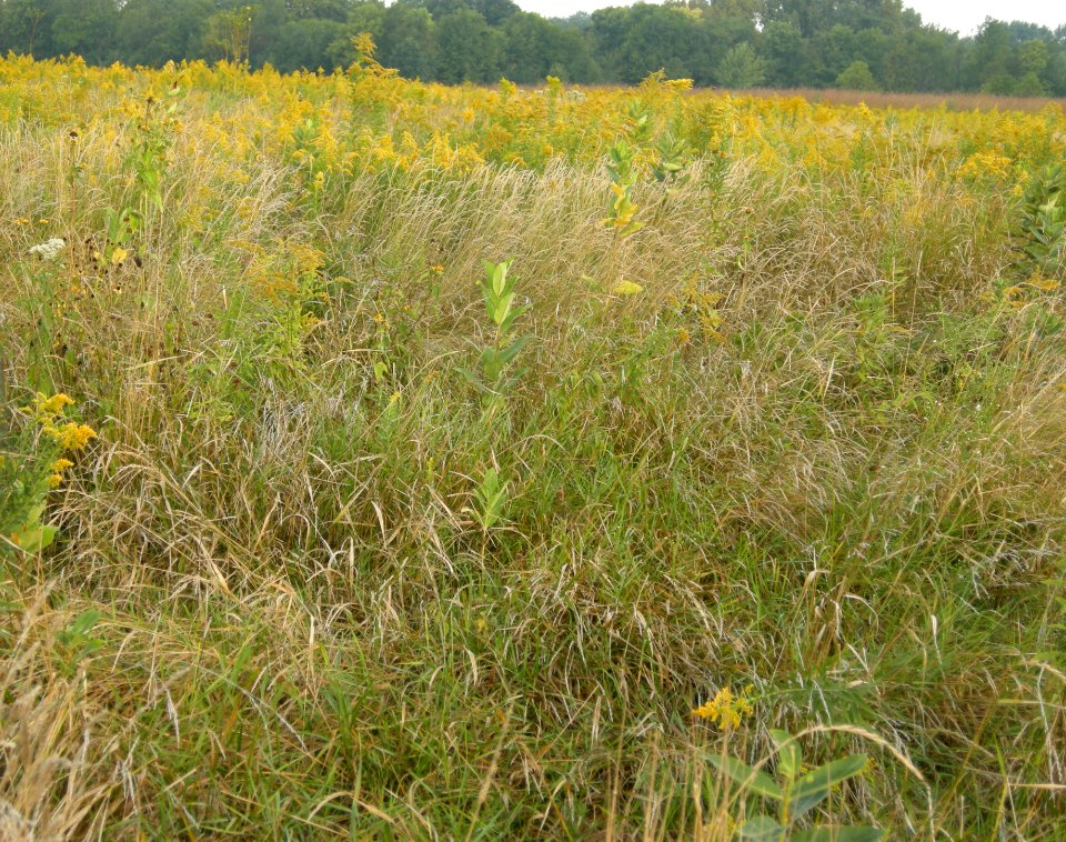 DSCN0462 c Le Conte's Sparrow Prairie (Old Kite Flying Section)  Perry Farm Bourbonnais IL 9-11-13