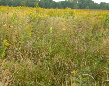 DSCN0462 c Le Conte's Sparrow Prairie (Old Kite Flying Section)  Perry Farm Bourbonnais IL 9-11-13