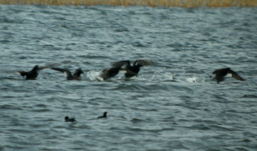 DSCN2933 c White-winged Scoter Willow Slough FWA IN 3-31-2014