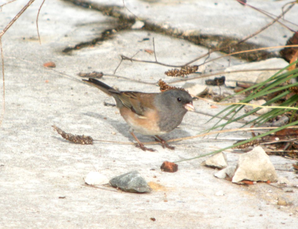 DSCN4003 c Dark-eyed Junco (Oregon) LeVasseur Park Kankakee IL 10-2-10