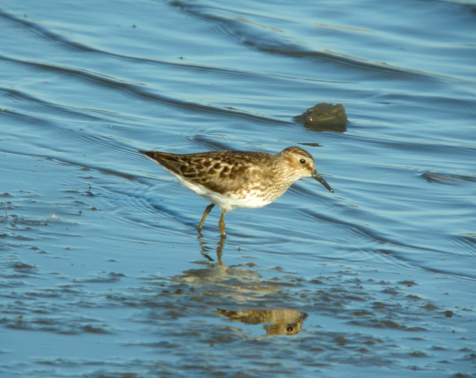 DSCN9188 c Least Sandpiper Kankakee Co IL 7-15-2013