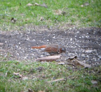 DSCN2975 c Fox Sparrow Kankakee IL 4-20-2014 (Photo thru bins)