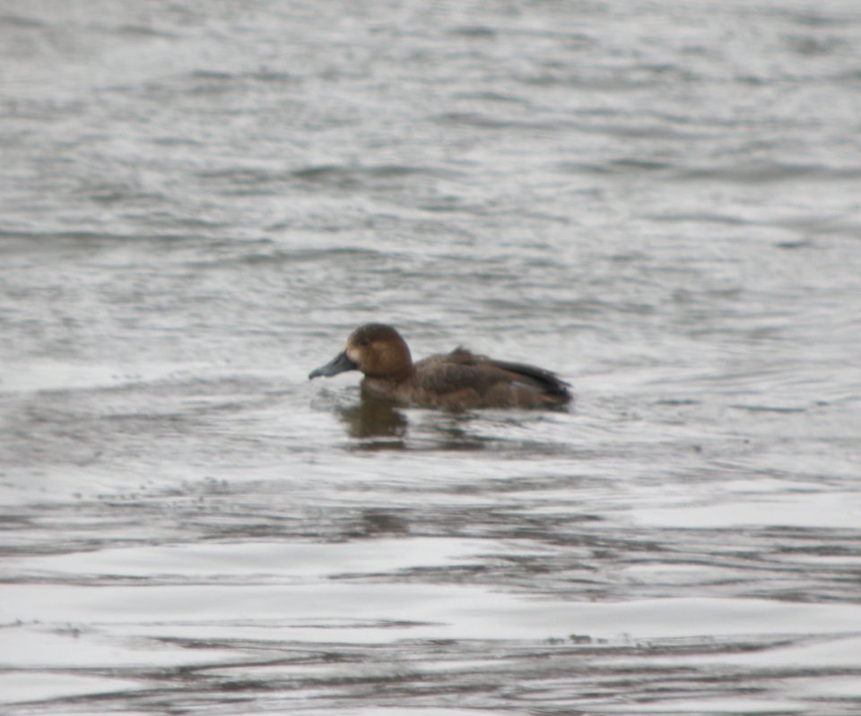 DSCN1715 c Redhead Kankakee IL 1-24-2014