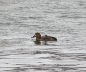 DSCN1715 c Redhead Kankakee IL 1-24-2014 photo