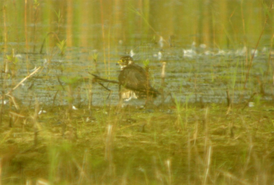 DSCN0096 c Peregrine Falcon Newton Co IN 8-15-13