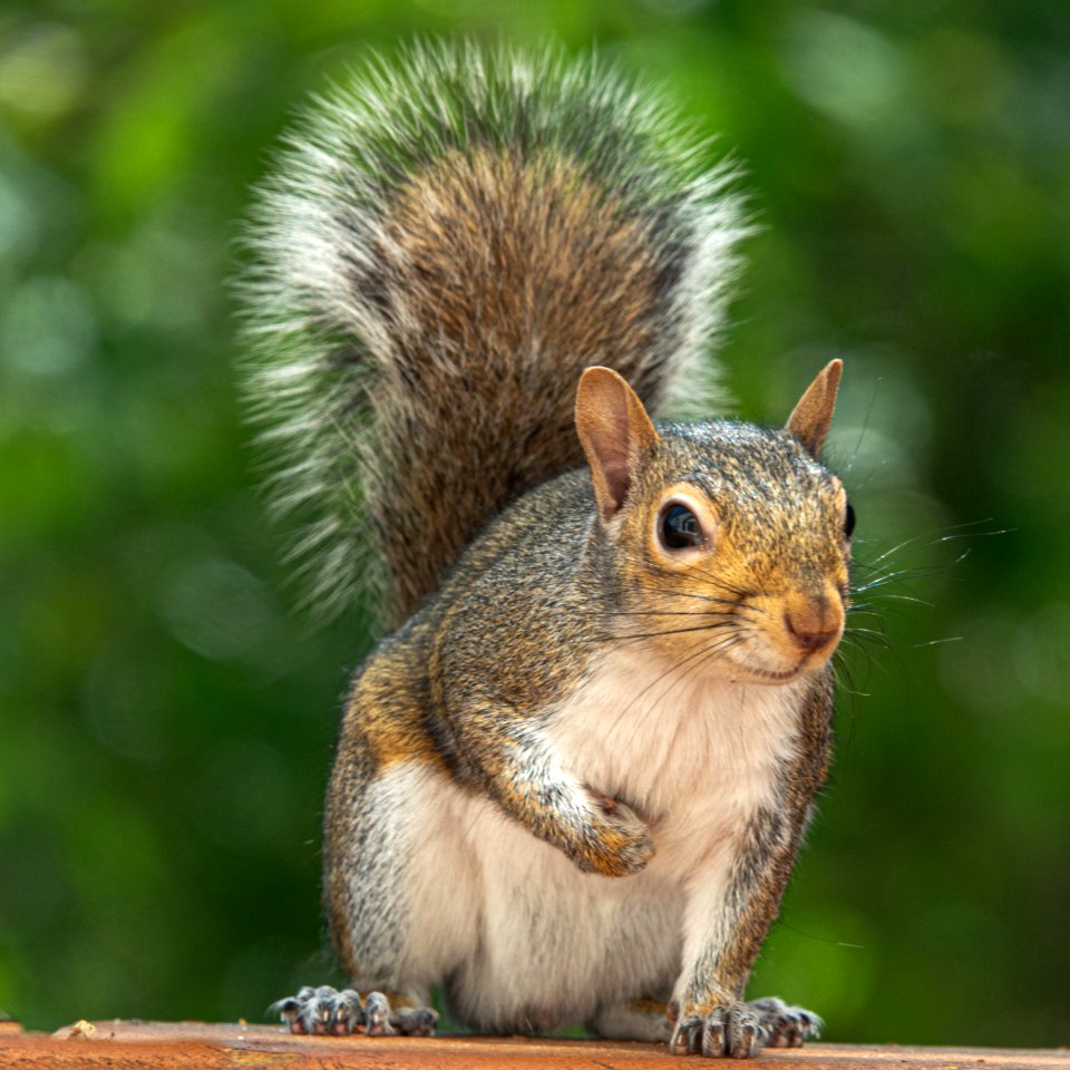 Day 116 - Angry Squirrel