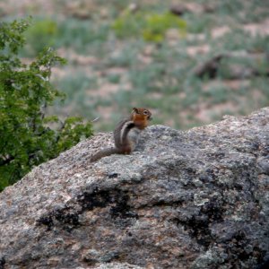 DSCN9577 c Golden-mantled Squirrel Eleven Mile SP Area Wildcat Campground CO 7-26-2013