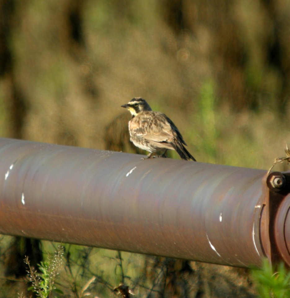 DSCN9715 c Horned Lark Kankakee Co IL 8-4-13