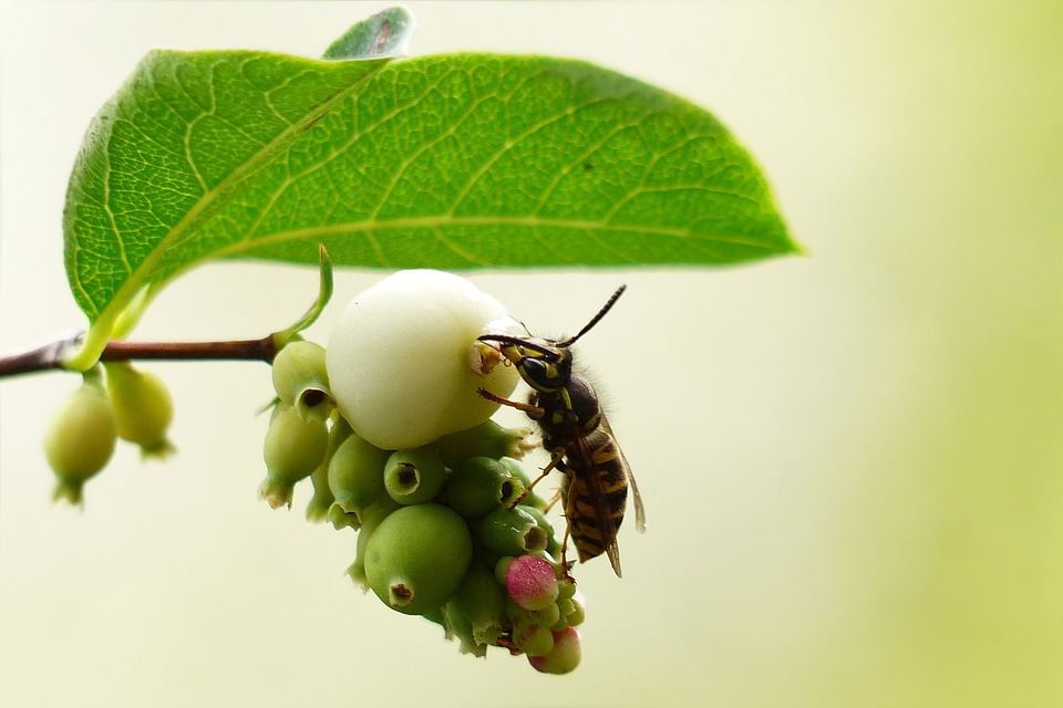 Common wasp vespula vulgaris foraging