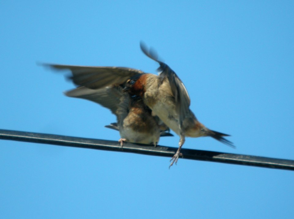 DSCN9132 c Cliff Swallow(Fledgling being fed) Kankakee Co IL 7-12-13