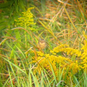 IMG 1005 c Le Conte's Sparrow (Juv #1) Kankakee Co IL 9-6-13 (Photo through Bins)