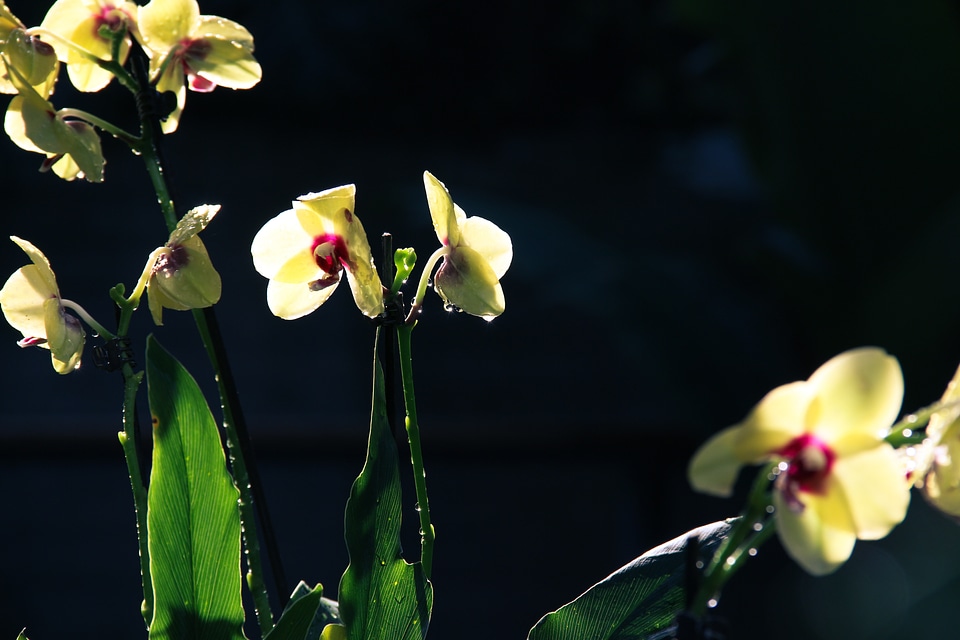 Plant nature orchid photo