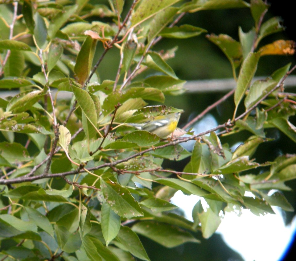 DSCN0850 c Northern Parula  Kankakee IL 10-12-2013