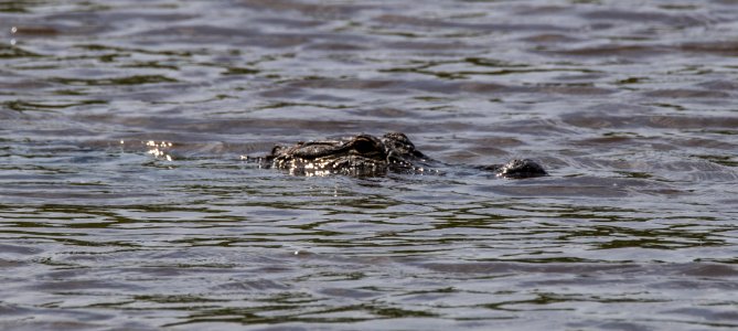 Alligator