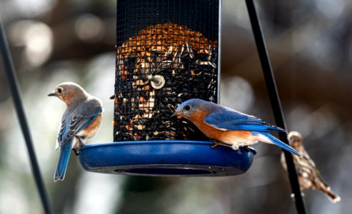 Day 21 - A Tale of Two Bluebirds