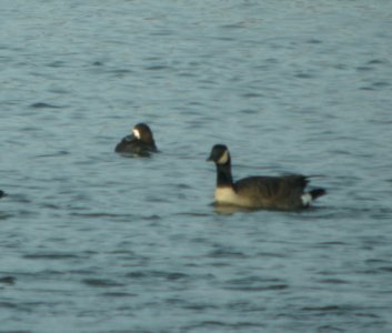 DSCN1287 c Greater Scaup Kankakee Co IL 12-19-2013