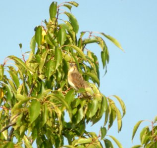 DSCN0560 c Dickcissel Kankakee Co IL 9-11-13