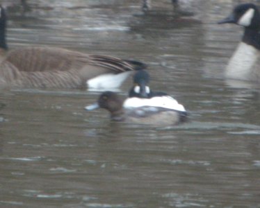 DSCN1307 c Greater Scaup Kankakee Co IL 12-25-2013