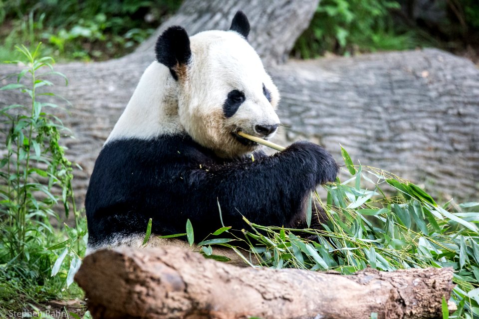 Zoo Atlanta Panda photo