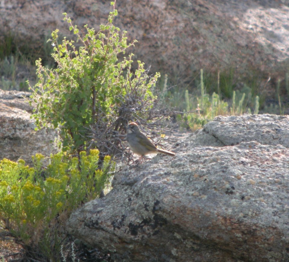 DSCN9615 c Green-tailed Towhee Eleven Mile SP Area Wildcat Campground CO 7-27-2013